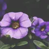 BrynnFloyd - @brynnfloyd - TikTok