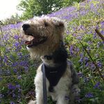Bryn & Gwen - @bryn.foxie.gwen.welshie - Instagram
