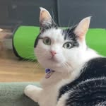 Rory Tiberious Bryn Harper - @rorythecat5 - Instagram