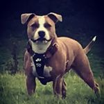 Bryn Harris - @brynstagram187 - Instagram