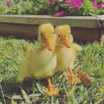 Bryn Hendrickson - @dendted_elbows - Instagram