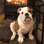 Bryn James - @bryn.the.bully - Instagram