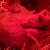 Cambryn Owen🤠🐷 - @cambrynowen - TikTok
