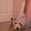 Brynn Parry - @scottypuppy1234 - TikTok