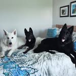 Brynlee - @brynleetheshepherd - Instagram