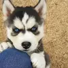Brynn Snow - @brynnleyelizabeth - TikTok
