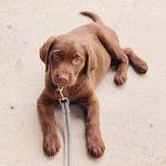 Brynn Bailey Butler - @brynnthebrownlab - Instagram