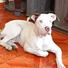 Buba Fernández - @bubaalbina - TikTok