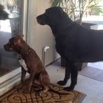 Bubba And Hudson - @thebubhud - Instagram