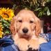 Bubba Hudson MacShindig - Facebook