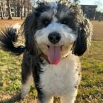 Hudson - @mr.hudson_bubba.for.short - Instagram