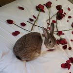 Bubba Hughes - @smallpets_bigneeds - Instagram