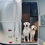 Yeti & Bubba Hughes 🐾 - @lookhughescamping - Instagram