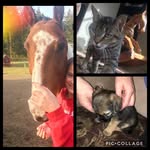 Stanley Stella Bubba - @stanley.stella.bubba - Instagram