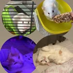 stanley&bubba - @stanleyandbubbax - Instagram