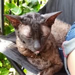 BennyBoo - @benny_benson_buck - Instagram