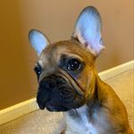 Benson Bucks - @bensonbucks2021 - Instagram