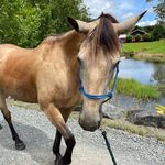 Benstargram - @bensonthebuckskin - Instagram