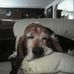 Buck Cole - Super Basset - Facebook