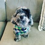 Bluebell and Buck Griffin - @blueandbuckgriff - Instagram