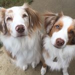 Buck and Griffin - @buck_and_griffin_the_aussies - Instagram