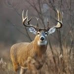 Buck Hunter - @claytonschenkel - Instagram