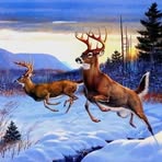 Buck Hunter - Facebook