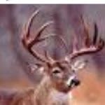 Johnathan Miller - @buck_hunter_pro - Instagram