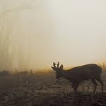 Sascha Buck | Jäger - @_buckhunter - Instagram