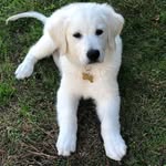 Buckingham The Golden Retriever (Bucky) - @buckingram - Instagram