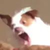 jacksonbuckss - @jacksonbuckss - TikTok