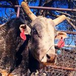Jacobs Custom Buckers - @jacobscustombuckers - Instagram