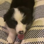 Buck - @buck_kingham - Instagram