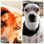Buck & Layla oficial - @buck_layla_oficial - Instagram