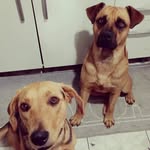 Buck e Layde - @buck_e_layde - Instagram