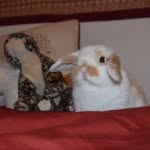 Buck Lee - @buckleethebunny - Instagram