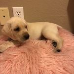 Buck.2018 - @buck_marley_tokin - Instagram