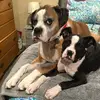 Buckmans and the Boxers - @mmclaughlin32 - TikTok