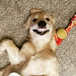 Buck & Murphy - @buck_and_murphy - Instagram
