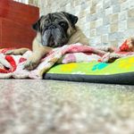 Buck bacon 🐷 - @buck_nelsonbaconpug - Instagram