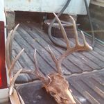 Buck Nelson - @bucknwild55 - Instagram