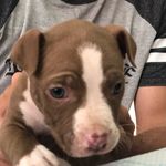 Buck Nelson - @buck_bbull - Instagram