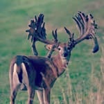 joshua buck odom - @joshuabuckodom - Instagram