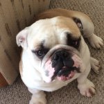 Buck Olson - @buckthebigbadbully - Instagram