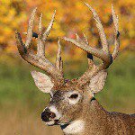 #1 Hunting & Monster Buck Page - @themonsterbuck - Instagram