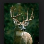 Big Buck Page - @monsterwhitetails_ - Instagram