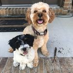 Moose & Buck Reed - @moose.and.buck - Instagram