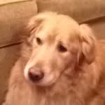 Buckeye Tucker Robbins - @buckeye_the_dog_robbins - Instagram