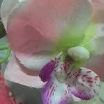Buck Rose - @mohamedhhhhussain._ - Instagram