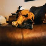 Buck Shaw - @buckshaw2 - Instagram